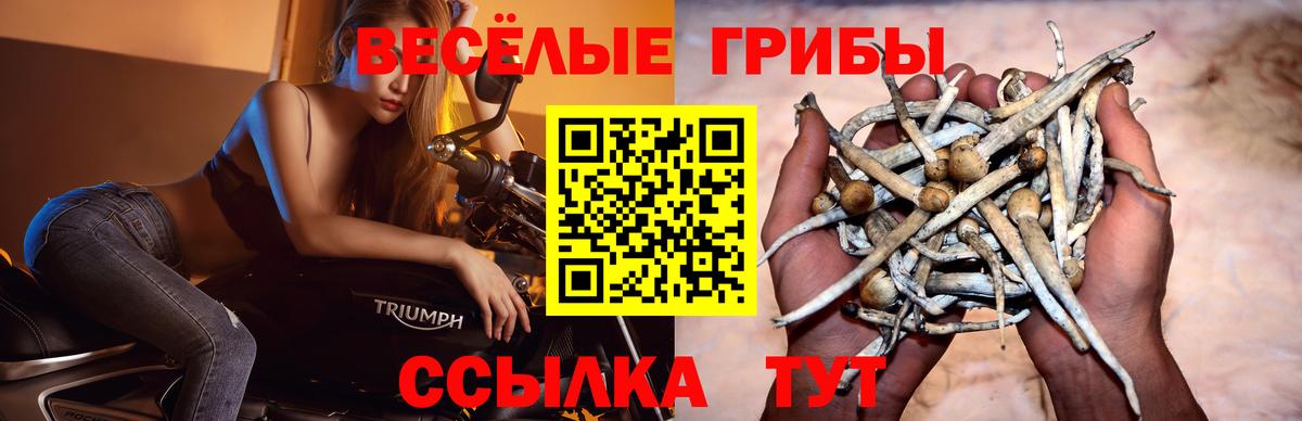 Псилоцибиновые грибы мицелий  Псилоцибиновые грибы Psilocybine cubensis  Чита  Вход с VPN 
